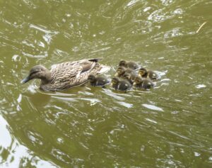 Mother and Ducklings Cathy Wolff